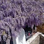 Casa Glicinias אובידוס